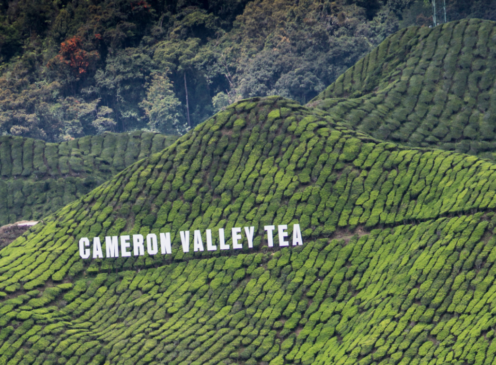 Cameron Highlands